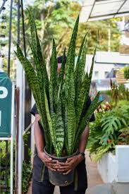 Large snake plant