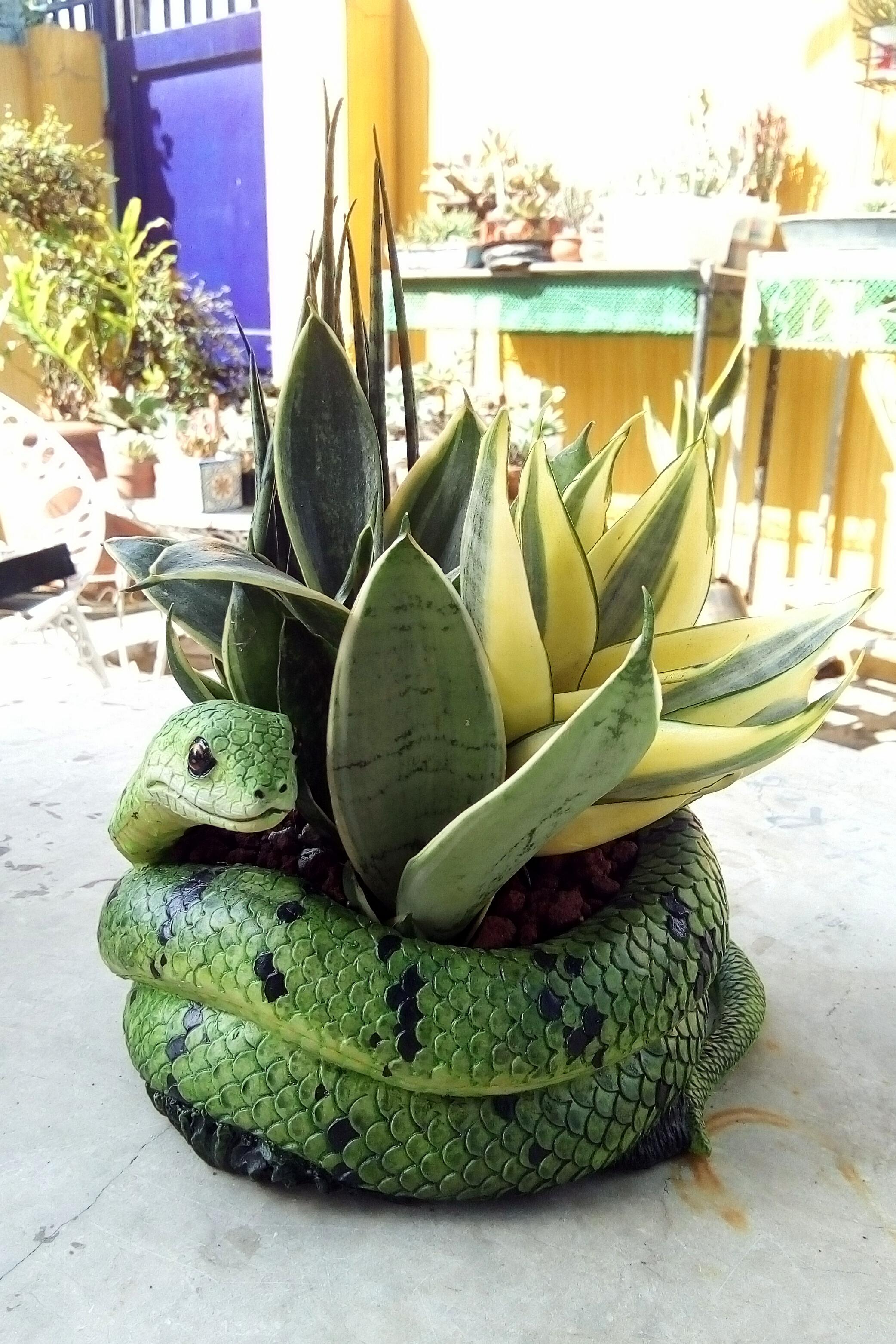 Potted snake plant