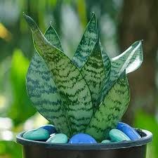Small snake plant